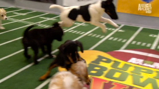Illustration for article titled Your Obligatory, Adorable Puppy Bowl VII Highlights